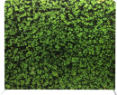Photo-Booth-Modesto-Backdrops_Green Vine Leaves